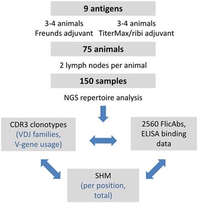 Sequence-Based Discovery Demonstrates That Fixed Light Chain Human Transgenic Rats Produce a Diverse Repertoire of Antigen-Specific Antibodies